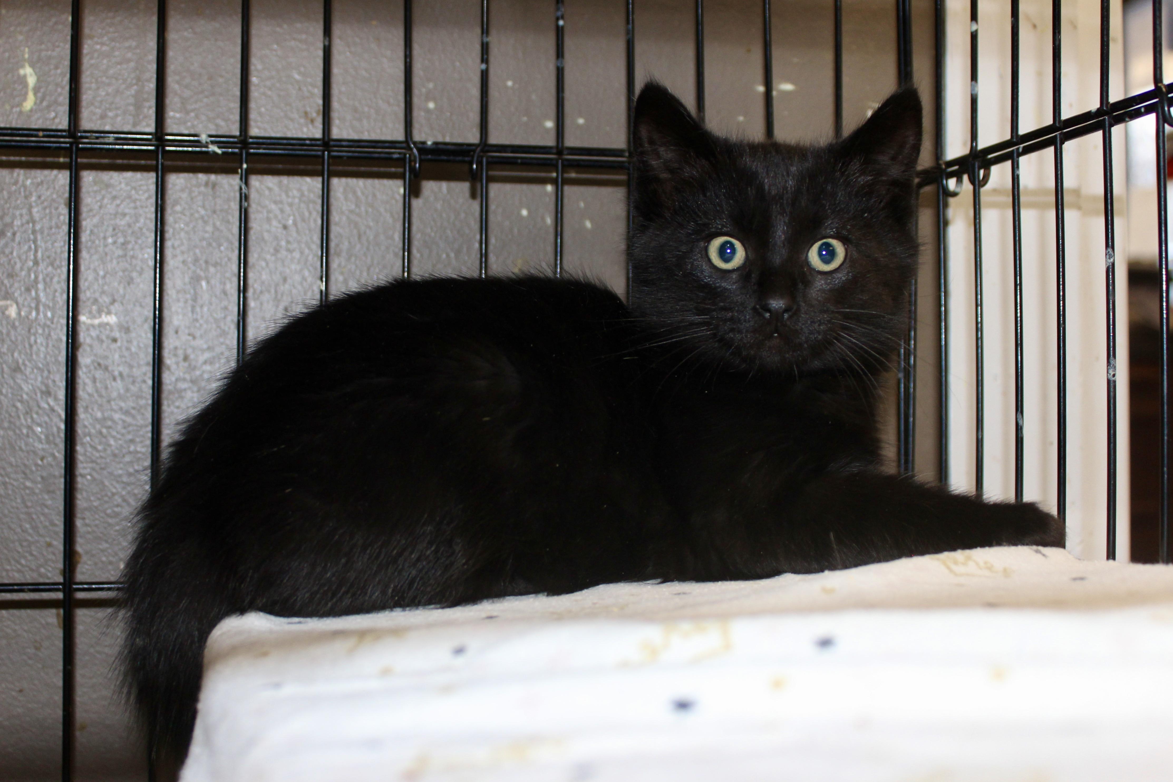 ELF, an adopted Domestic Short Hair in Brazil, IN image 2/2