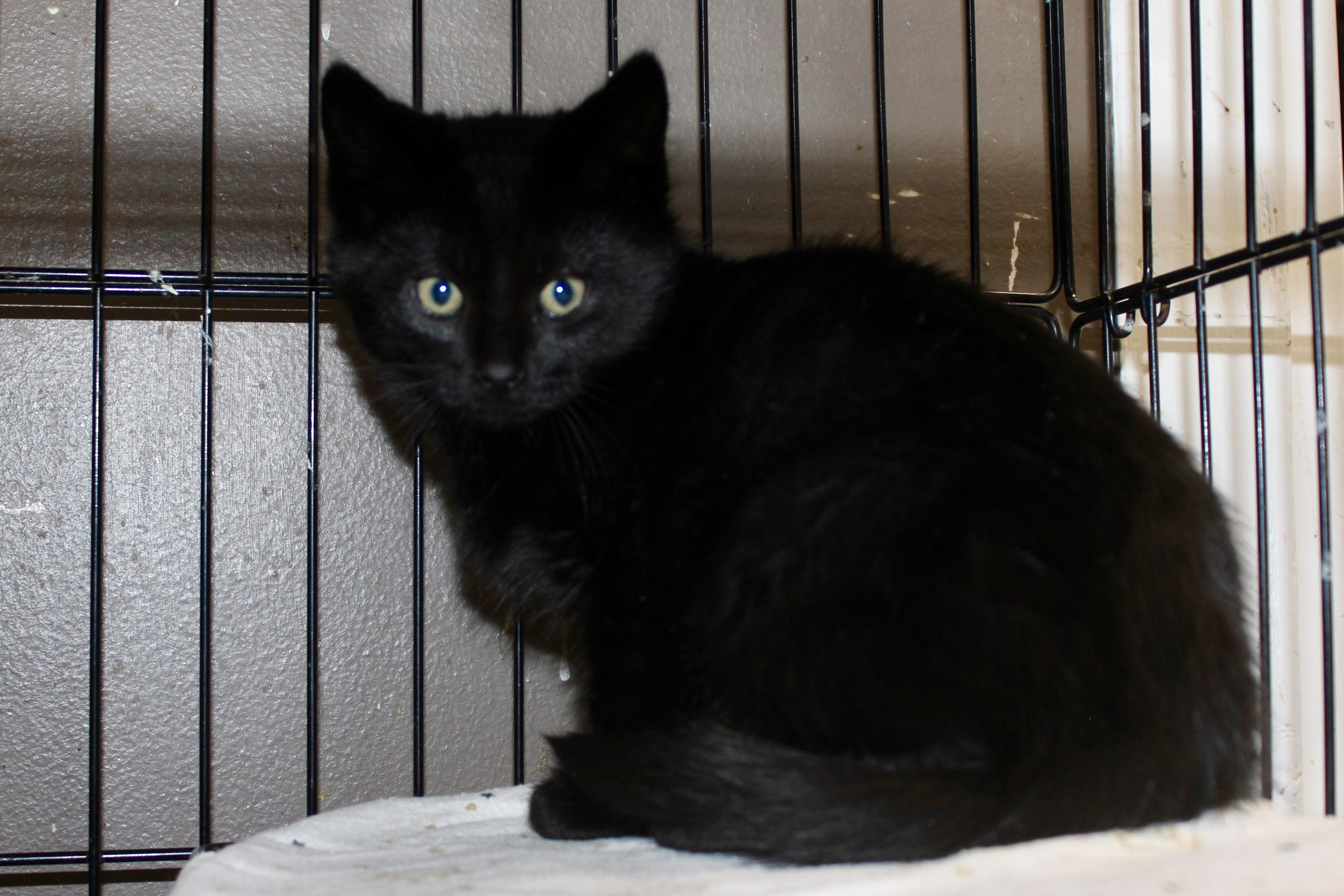 ELF, an adopted Domestic Short Hair in Brazil, IN image 1/2