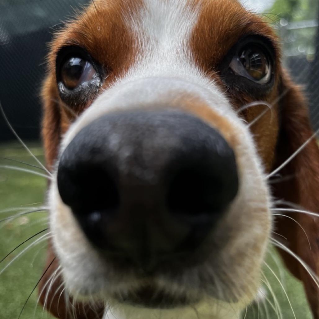 Beau, Adoptable, Adult Male Beagle.