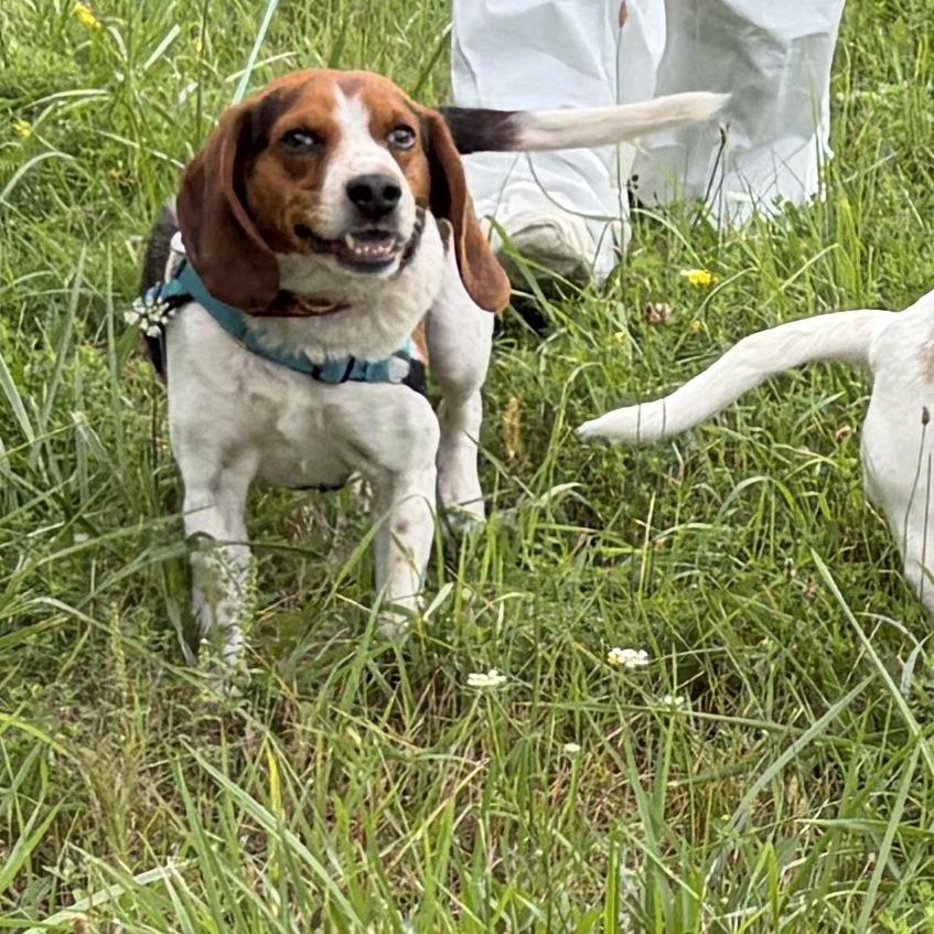 Beau, a Adoptable Beagle in South Burlington, VT image 2/6