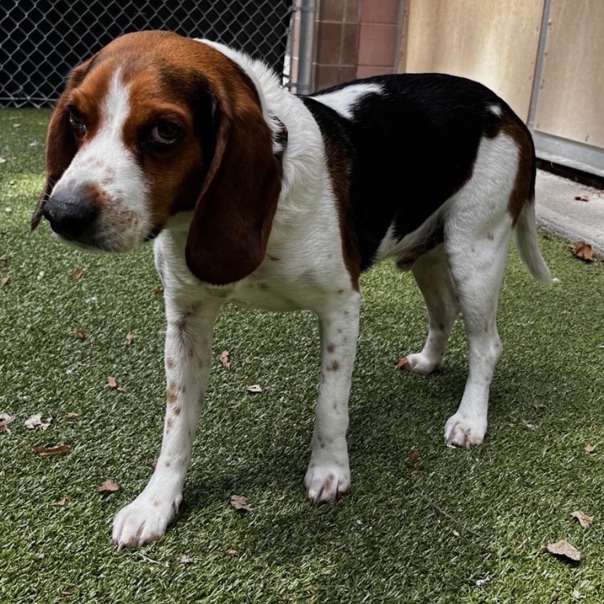 Beau, a Adoptable Beagle in South Burlington, VT image 3/6
