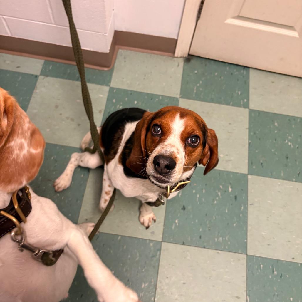 Beau, a Adoptable Beagle in South Burlington, VT image 4/6