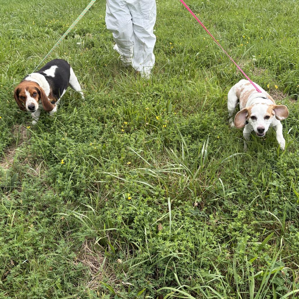 Beau, a Adoptable Beagle in South Burlington, VT image 5/6