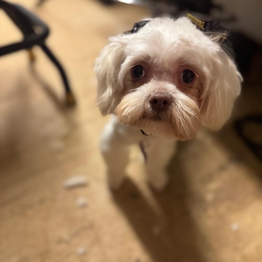 Enlarge Sally, a Adoptable mixed breed in Phoenix, AZ image 2/5