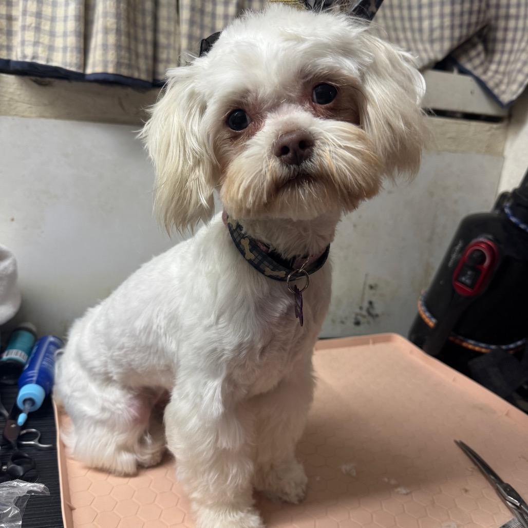 Enlarge Sally, a Adoptable mixed breed in Phoenix, AZ image 3/5