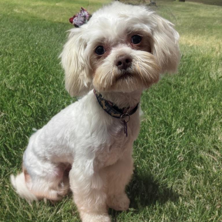 Enlarge Sally, a Adoptable mixed breed in Phoenix, AZ image 5/5