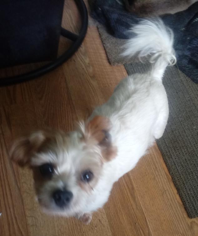 Enlarge Reggie, a Adoptable mixed breed in Maumee, OH image 1/2