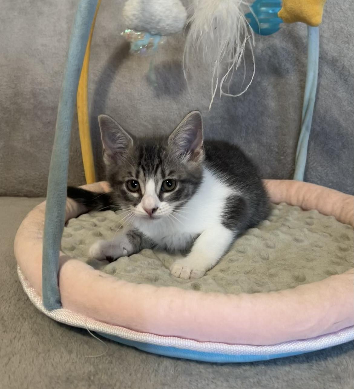 Enlarge Gracie, an adopted Domestic Short Hair in Lauderhill, FL image 4/6