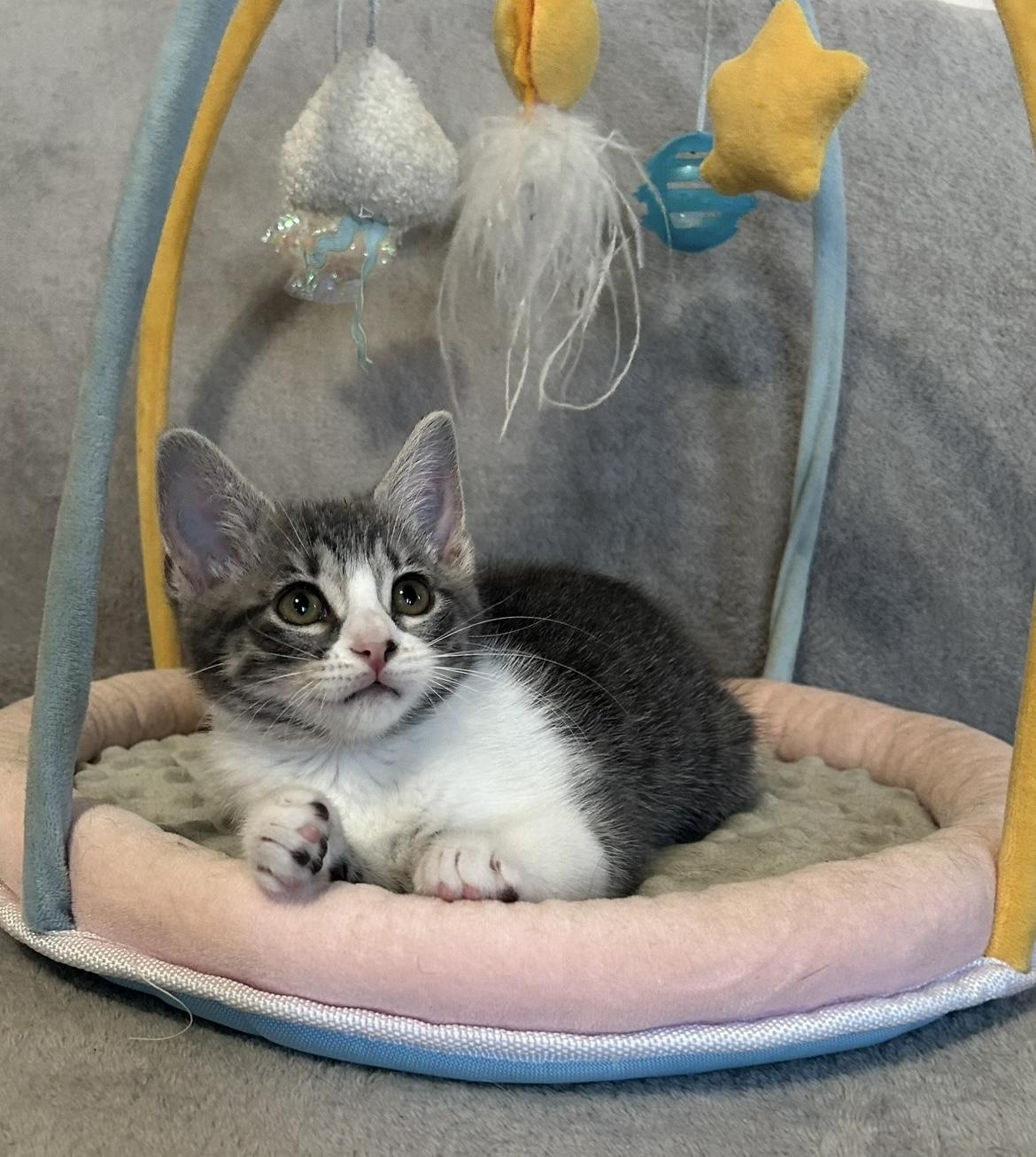 Enlarge Gracie, an adopted Domestic Short Hair in Lauderhill, FL image 6/6