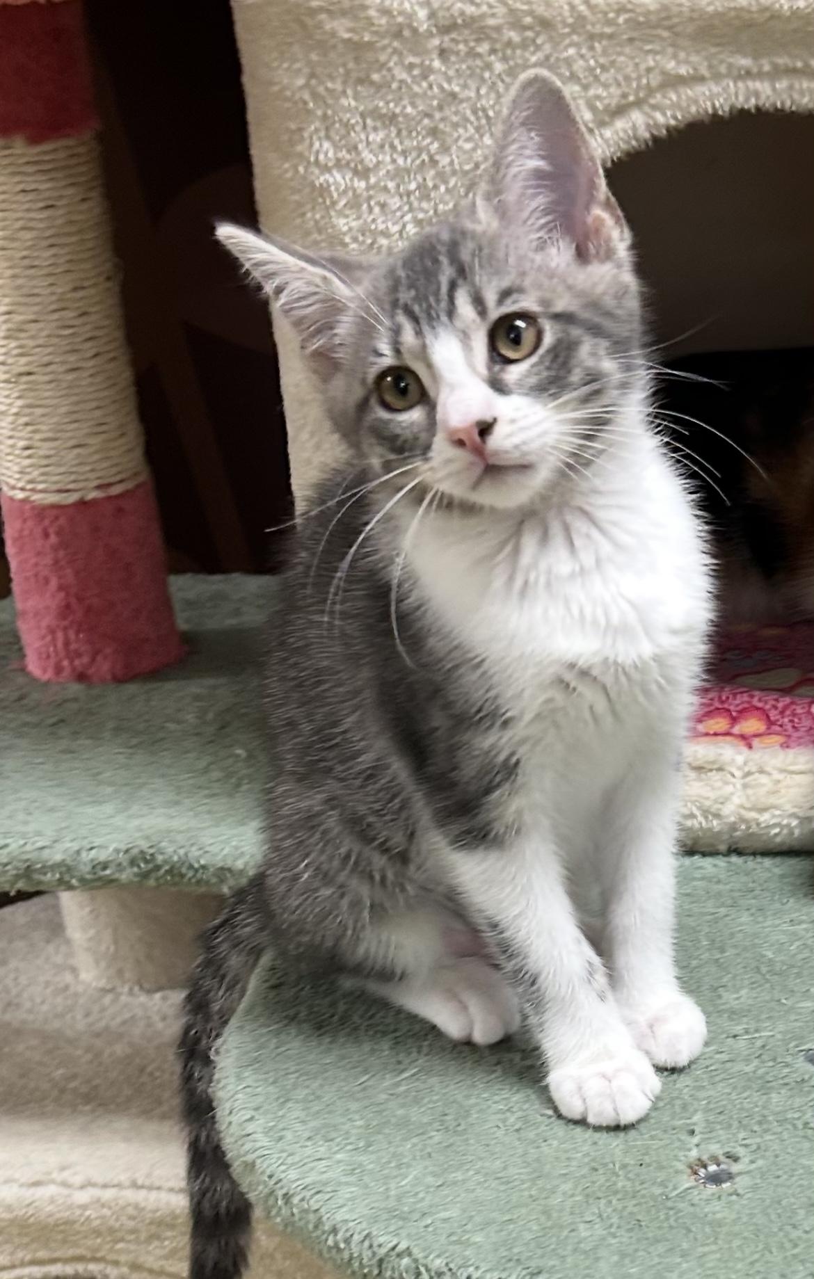 Enlarge Gracie, an adopted Domestic Short Hair in Lauderhill, FL image 3/6