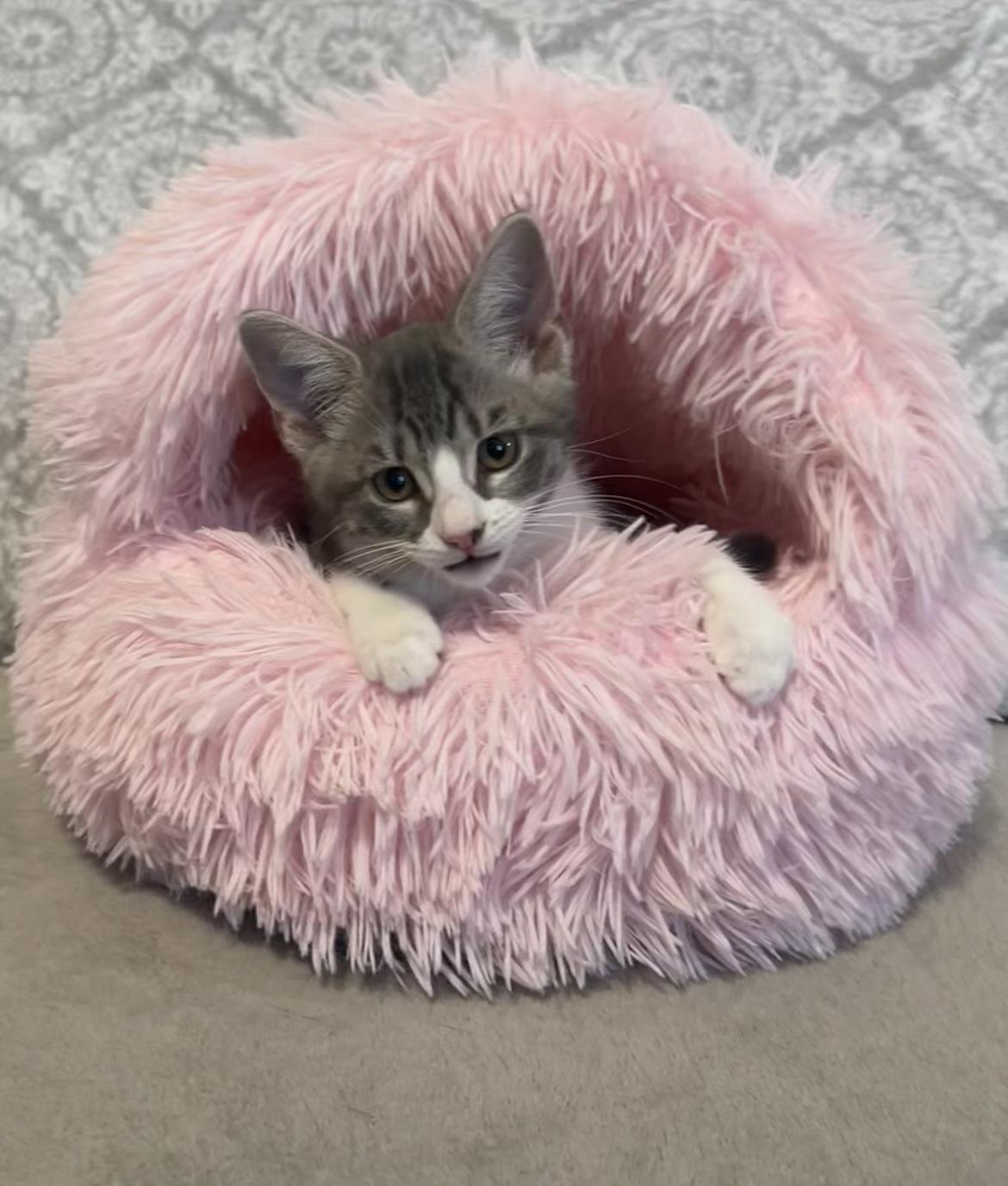 Enlarge Gracie, an adopted Domestic Short Hair in Lauderhill, FL image 5/6
