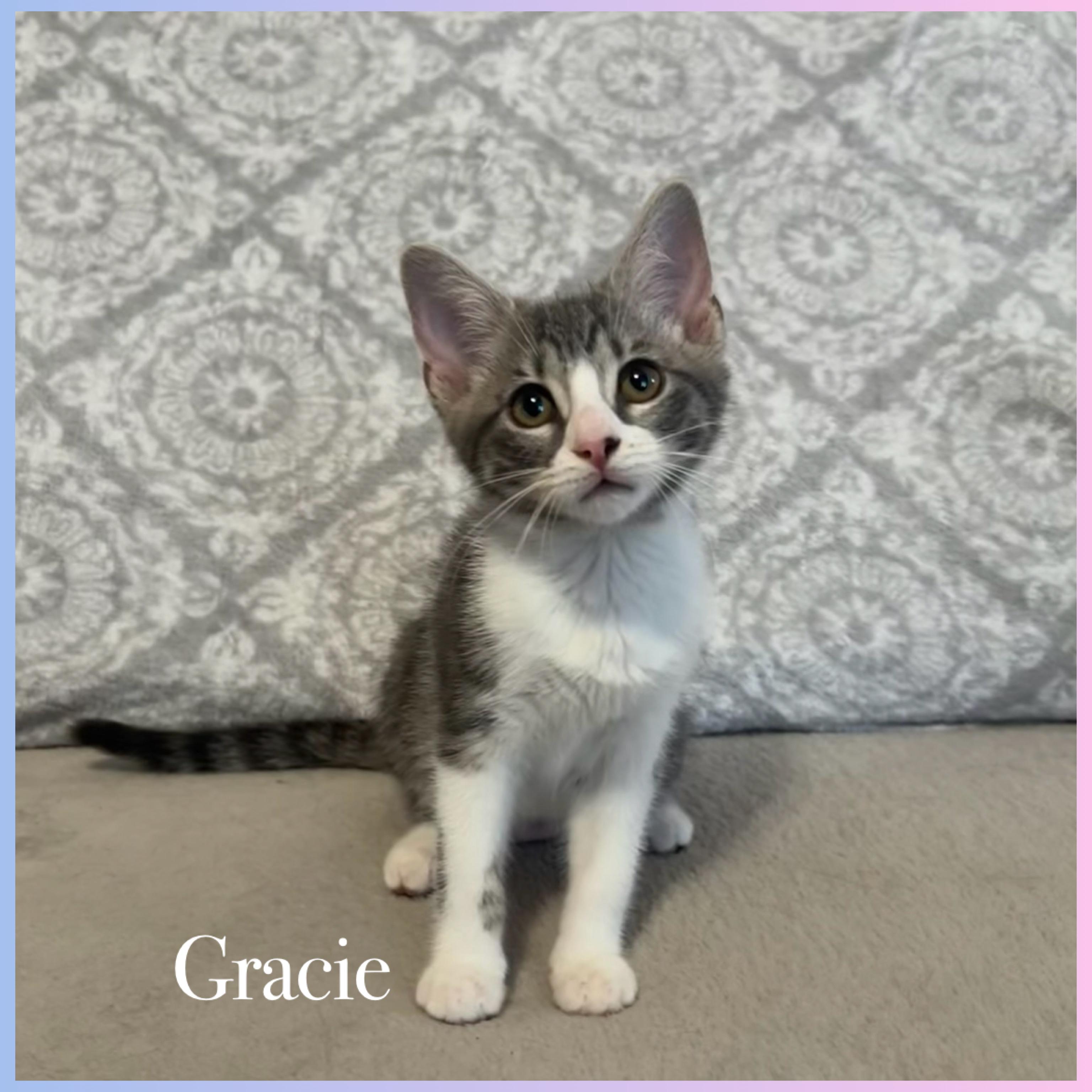 Enlarge Gracie, an adopted Domestic Short Hair in Lauderhill, FL image 1/6