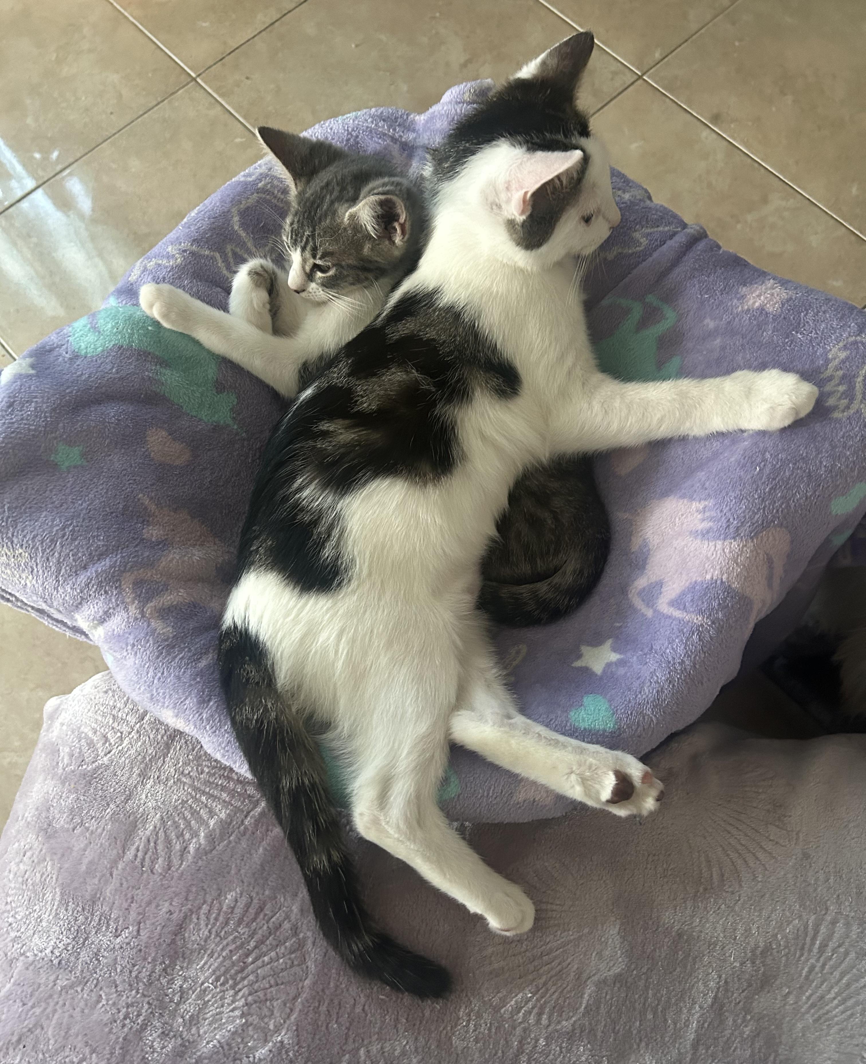 Enlarge Gracie, an adopted Domestic Short Hair in Lauderhill, FL image 2/6