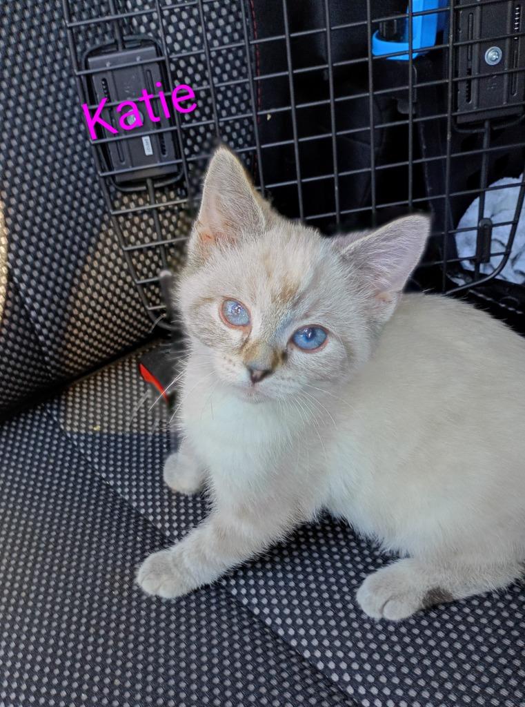 Katie (adoption pending), Adopted, Kitten Female Domestic Short Hair.