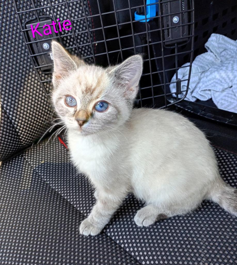 Enlarge Katie (adoption pending), a Adopted mixed breed in Saint James, MN image 3/4
