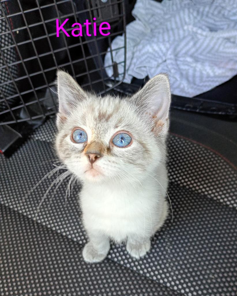 Enlarge Katie (adoption pending), a Adopted mixed breed in Saint James, MN image 4/4