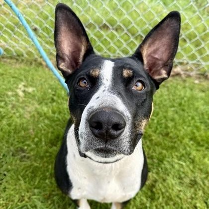 Enlarge Piglet, a ADOPTABLE mixed breed in Roseburg, OR image 1/1