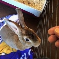 zzCourtesy Listing for Sammie, Adoptable, Senior Male Rex.