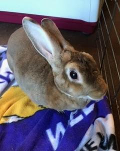 zzCourtesy Listing for Sammie, a Adoptable mixed breed in New Rochelle, NY image 2/6