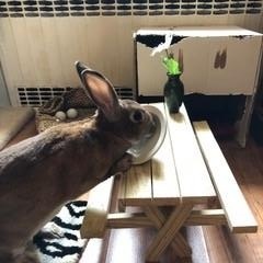 zzCourtesy Listing for Sammie, a Adoptable mixed breed in New Rochelle, NY image 3/6