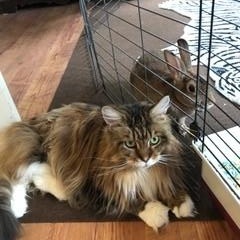 zzCourtesy Listing for Sammie, a Adoptable mixed breed in New Rochelle, NY image 4/6