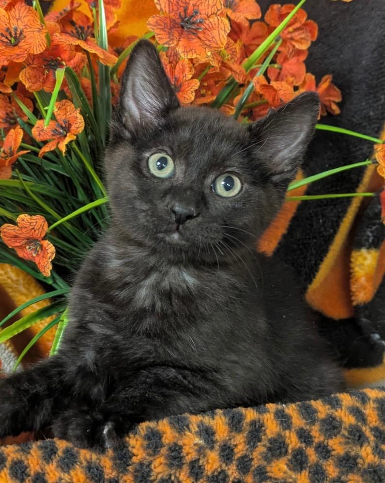 Enlarge 4/14/26 Ephram, a Adoptable mixed breed in Stillwater, OK image 1/1