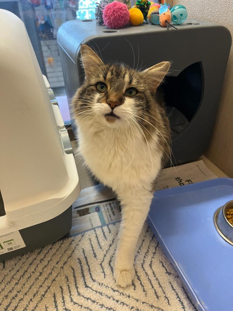 Princess, Adopted, Adult Female Domestic Long Hair.