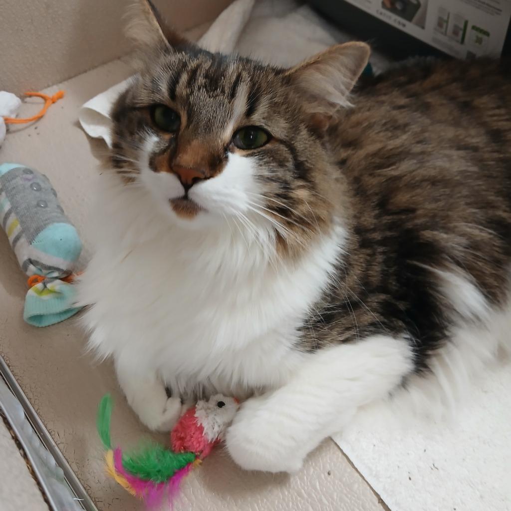 Enlarge Princess, a Adopted mixed breed in Utica, MI image 2/2