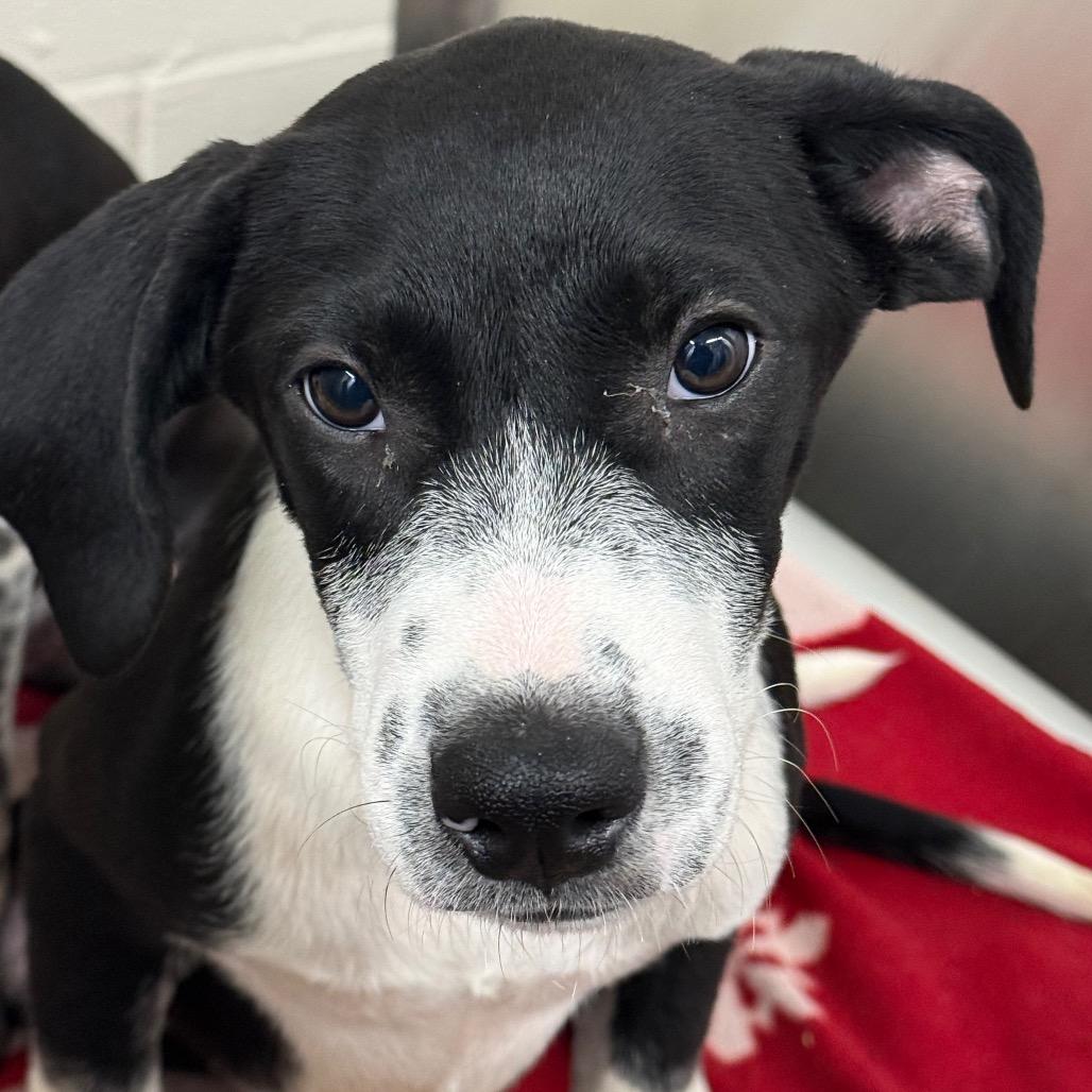 Gus, Adoptable, Puppy Male Mixed Breed.