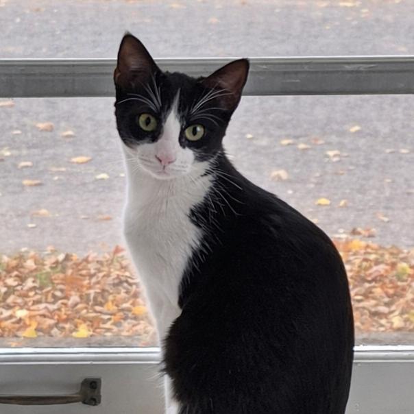 Enlarge Cisco, a Adoptable Domestic Short Hair in St. Peters, MO image 1/1