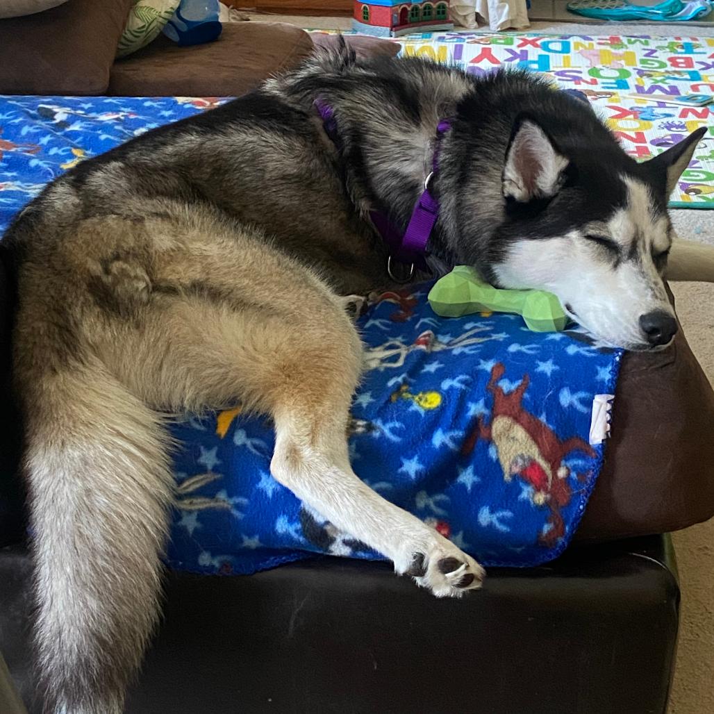 Lotus, Adoptable, Adult Female Siberian Husky.