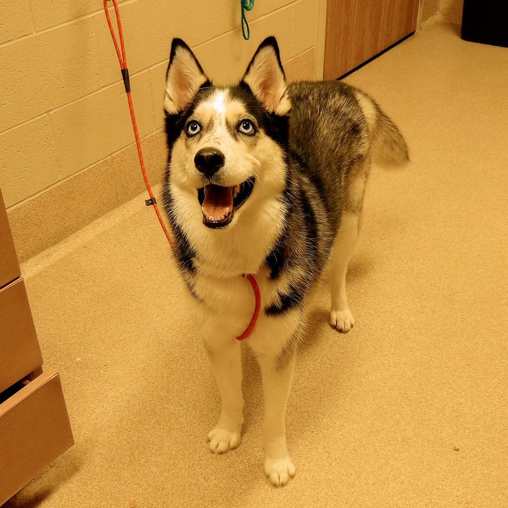 Enlarge Lotus, a Adoptable Siberian Husky in Bristol, IN image 2/3