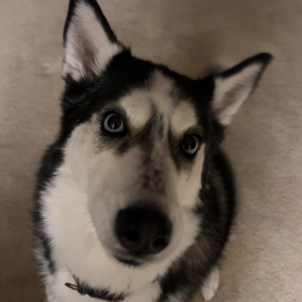 Enlarge Lotus, a Adoptable Siberian Husky in Bristol, IN image 3/3