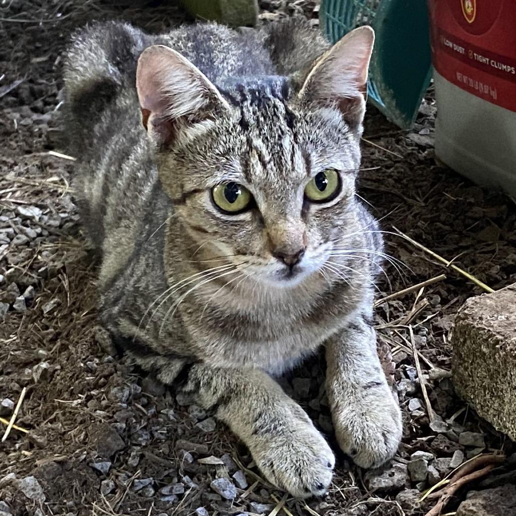 Enlarge Lillebi - Courtesy Posting, a Adoptable Domestic Short Hair in Kailua Kona, HI image 1/4