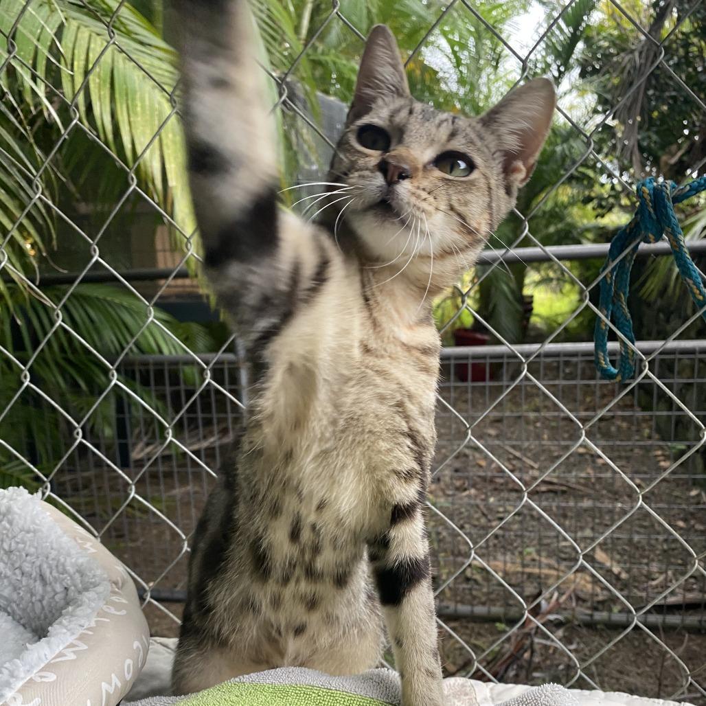 Enlarge Lillebi - Courtesy Posting, a Adoptable Domestic Short Hair in Kailua Kona, HI image 2/4