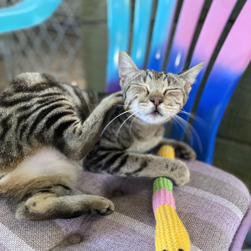 Enlarge Lillebi - Courtesy Posting, a Adoptable Domestic Short Hair in Kailua Kona, HI image 3/4