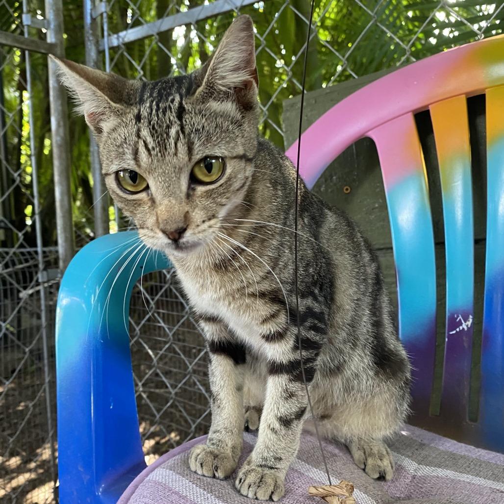 Enlarge Lillebi - Courtesy Posting, a Adoptable Domestic Short Hair in Kailua Kona, HI image 4/4