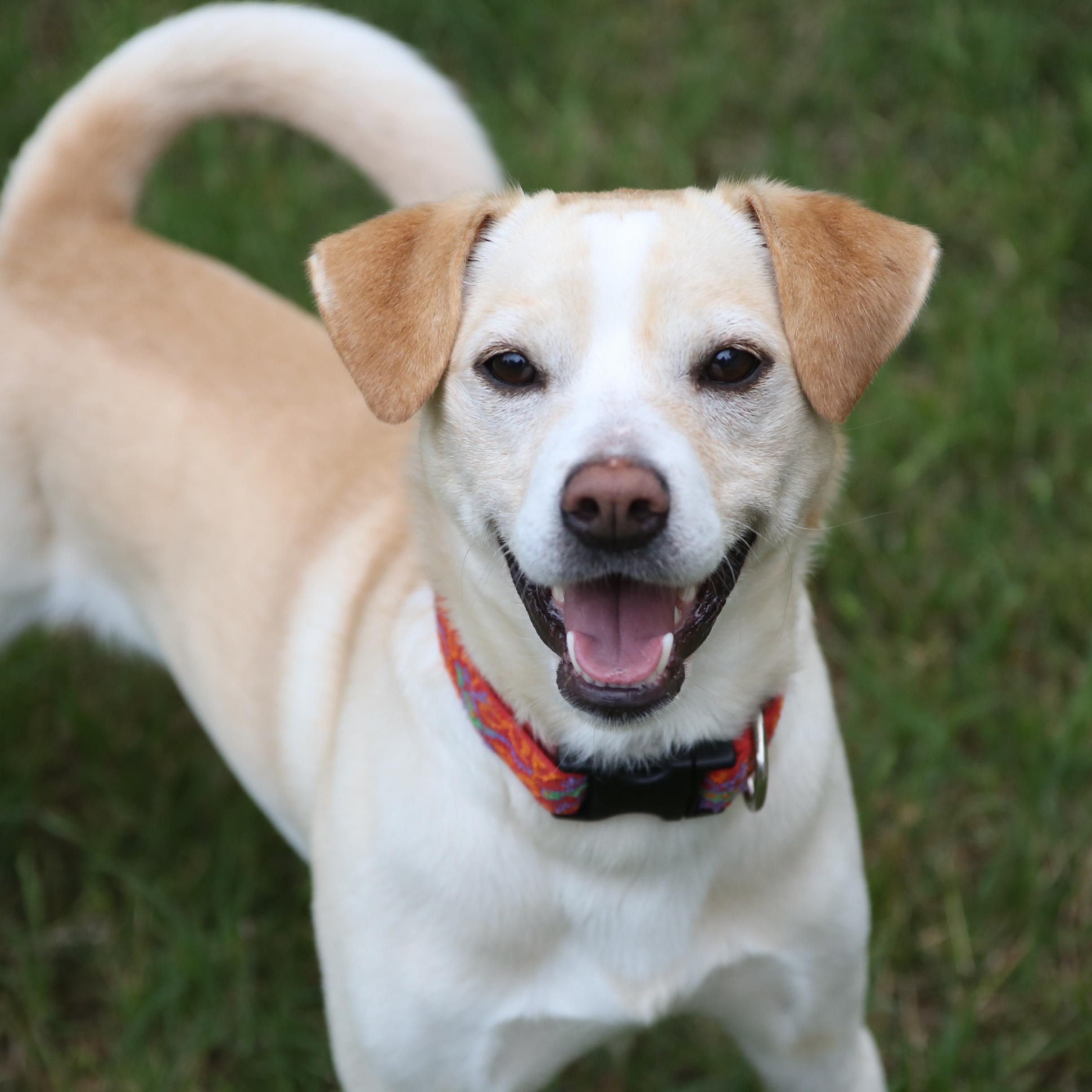 Enlarge Max, a Adoptable mixed breed in Maumee, OH image 5/5