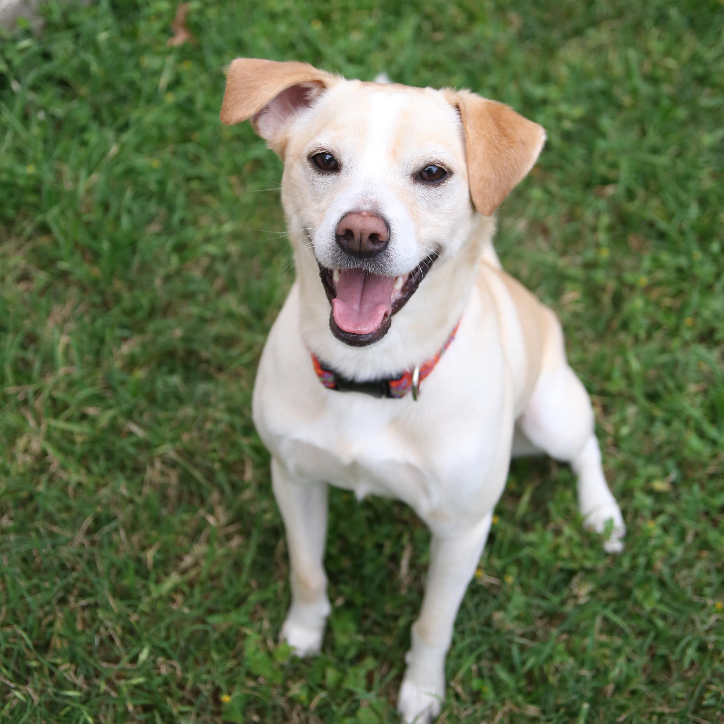 Enlarge Max, a Adoptable mixed breed in Maumee, OH image 1/5