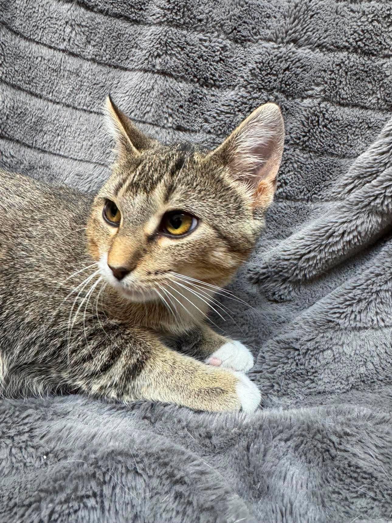 Enlarge Haaland, a Adoptable Domestic Short Hair in Alexandria, MN image 3/3