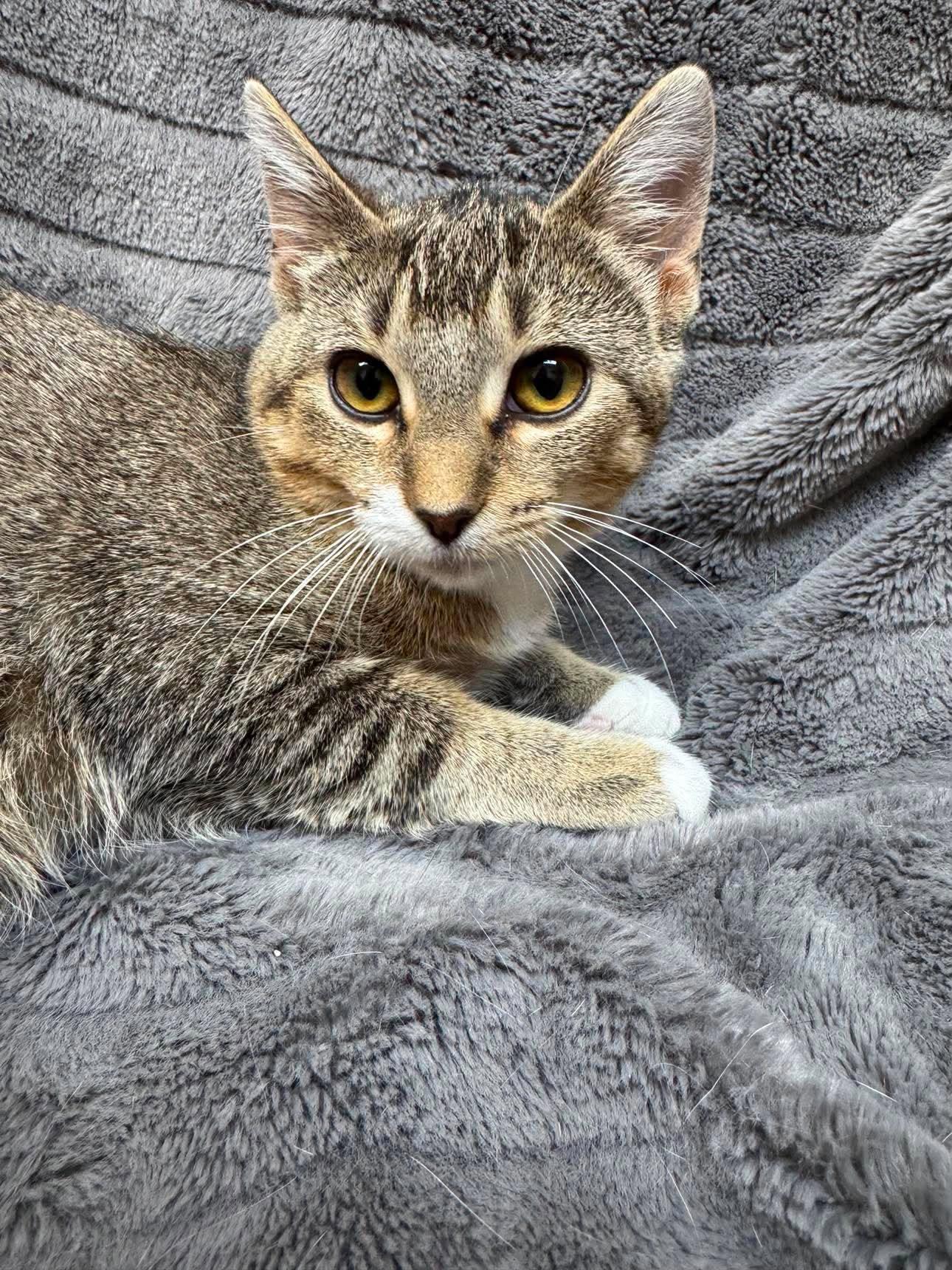 Haaland, Adoptable, Kitten Female Domestic Short Hair.