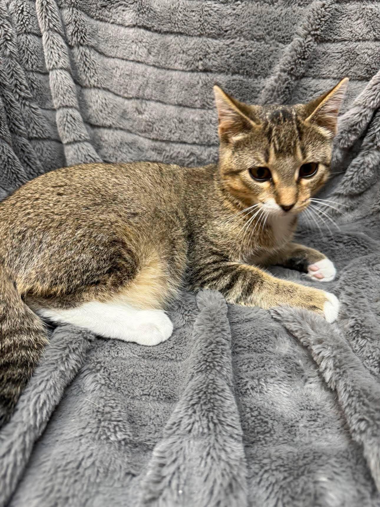 Enlarge Haaland, a Adoptable Domestic Short Hair in Alexandria, MN image 2/3