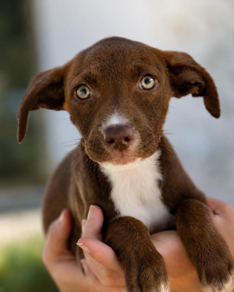Enlarge Ginny, a Adoptable mixed breed in North Syracuse, NY image 1/1