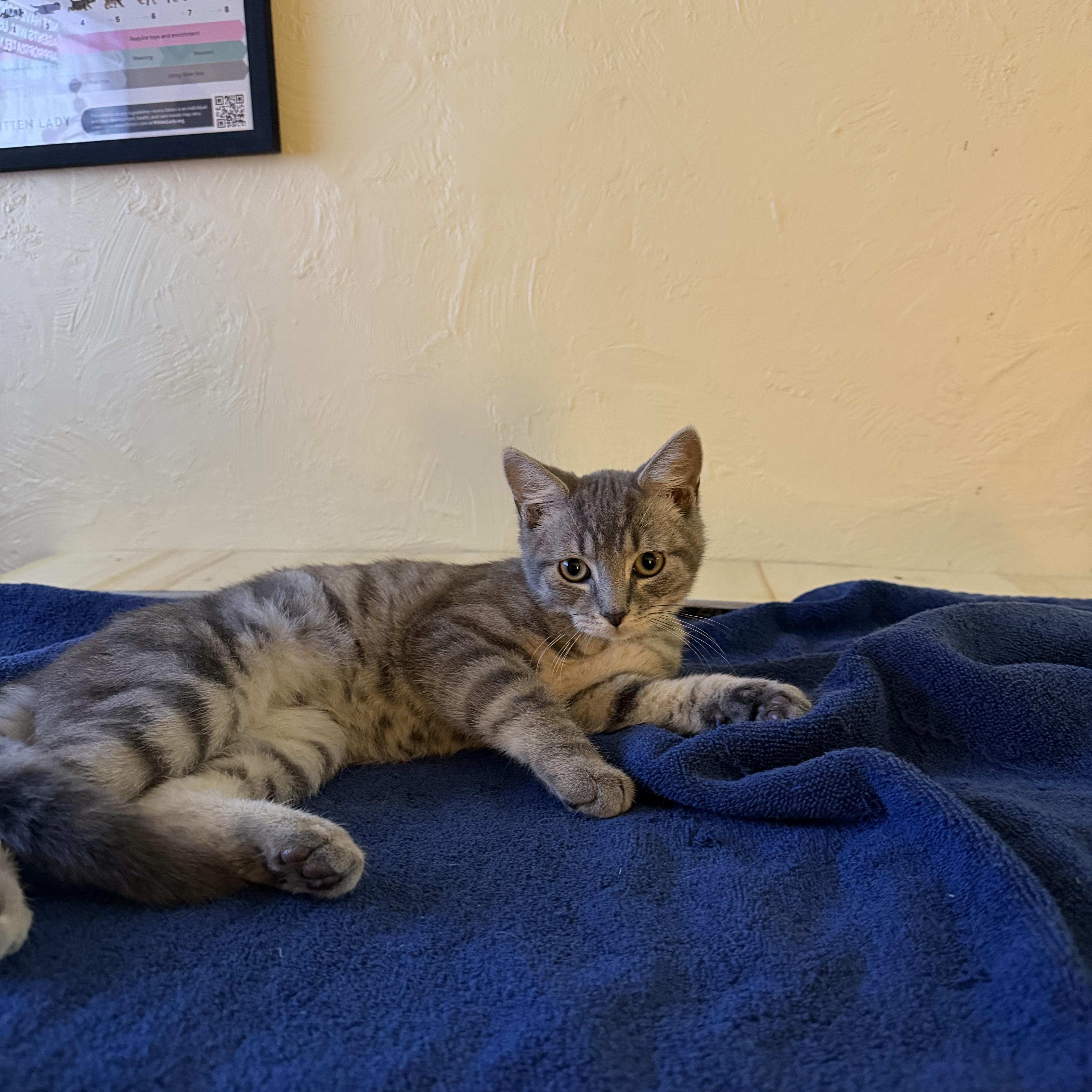 Enlarge Millie & Milo, a ADOPTABLE Domestic Short Hair in Canton, MA image 4/6