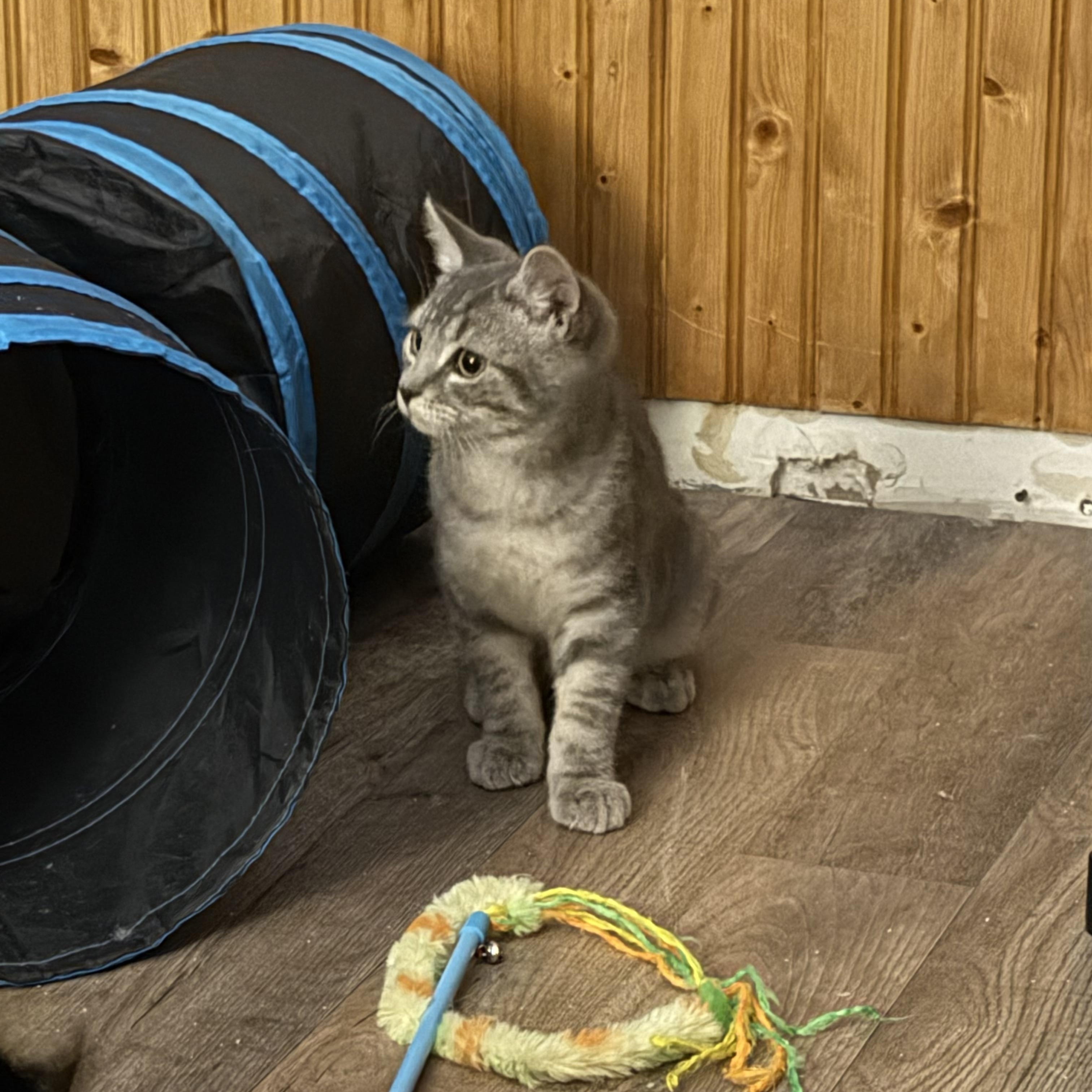 Enlarge Millie & Milo, a ADOPTABLE Domestic Short Hair in Canton, MA image 2/6