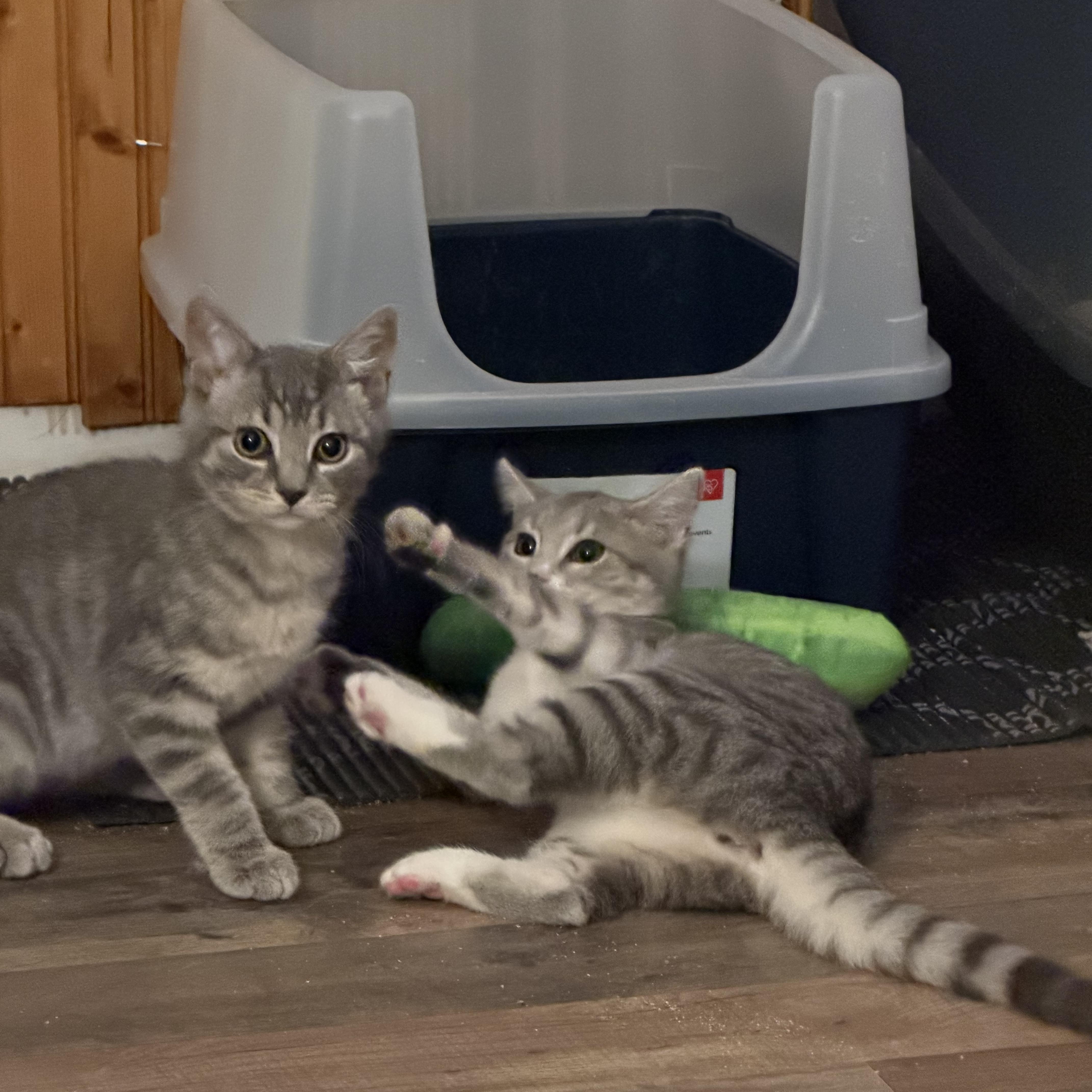 Millie & Milo, ADOPTABLE, Kitten Female Domestic Short Hair.