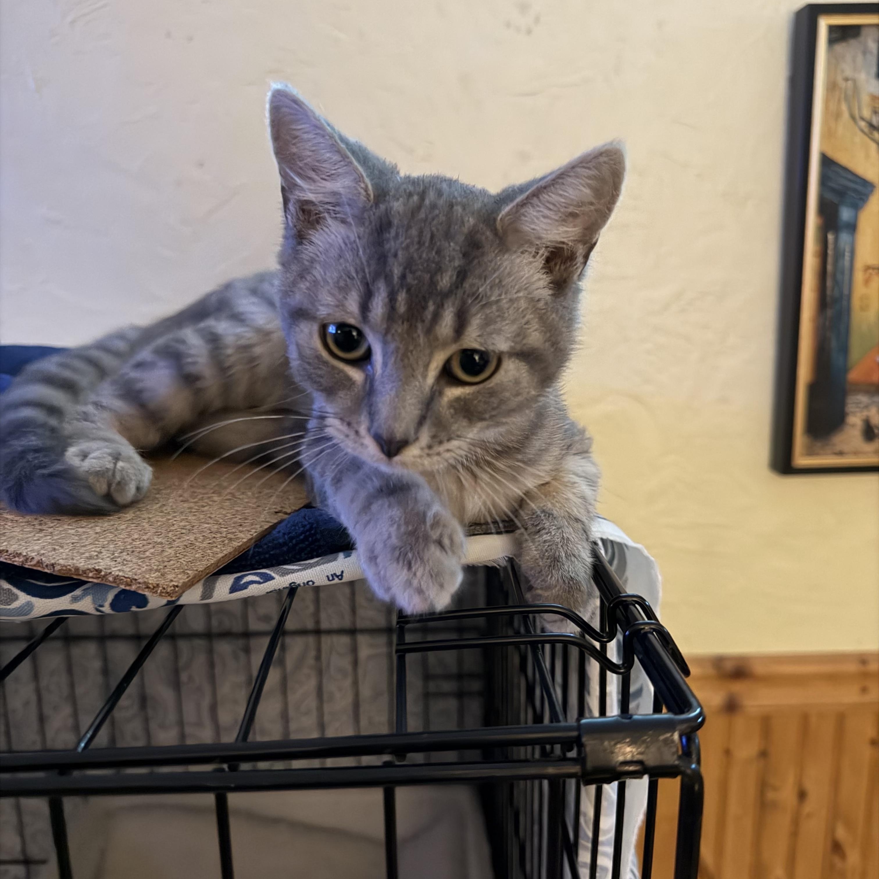 Enlarge Millie & Milo, a ADOPTABLE Domestic Short Hair in Canton, MA image 6/6