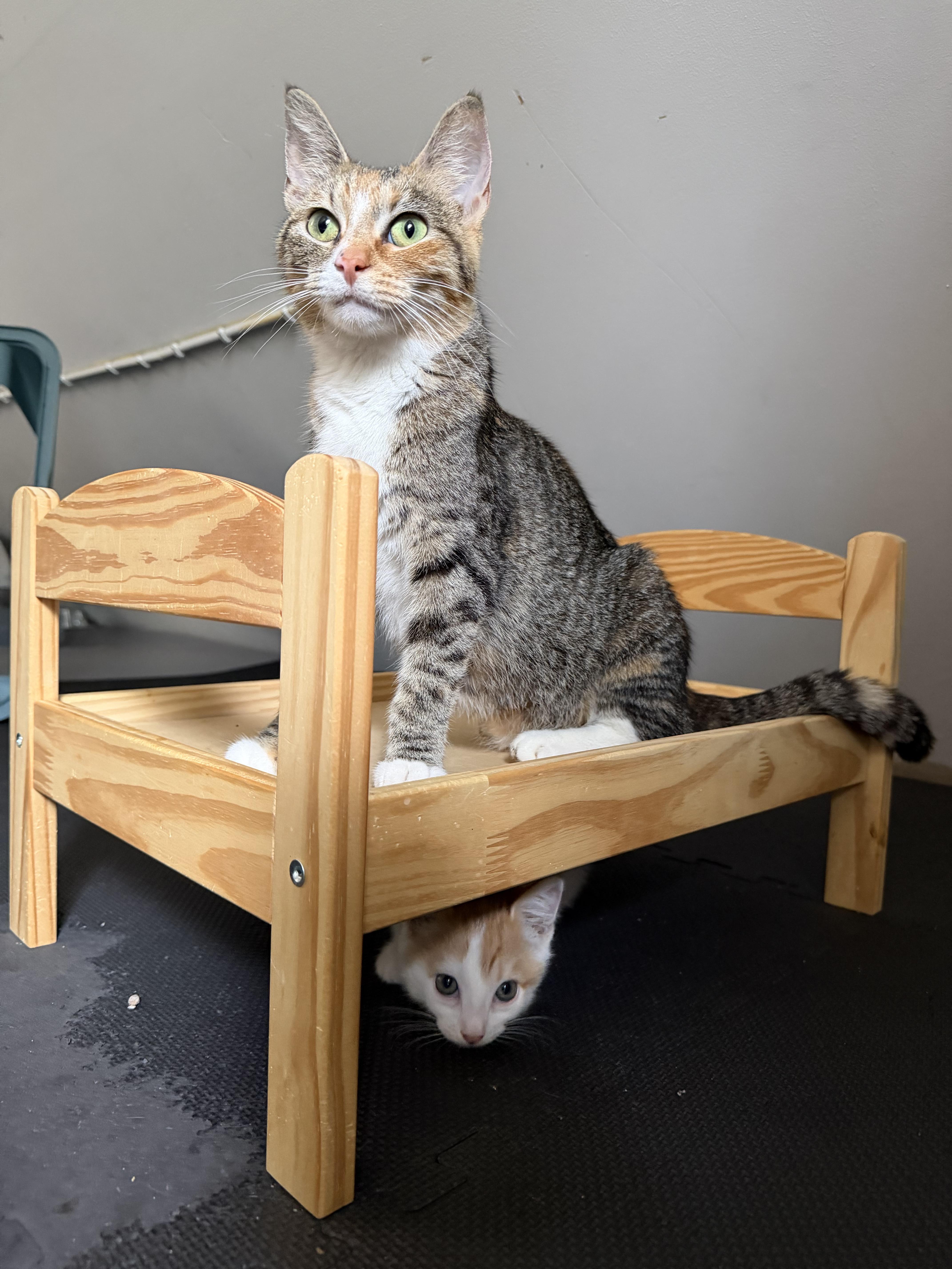 Moira, Adoptable, Young Female Torbie.