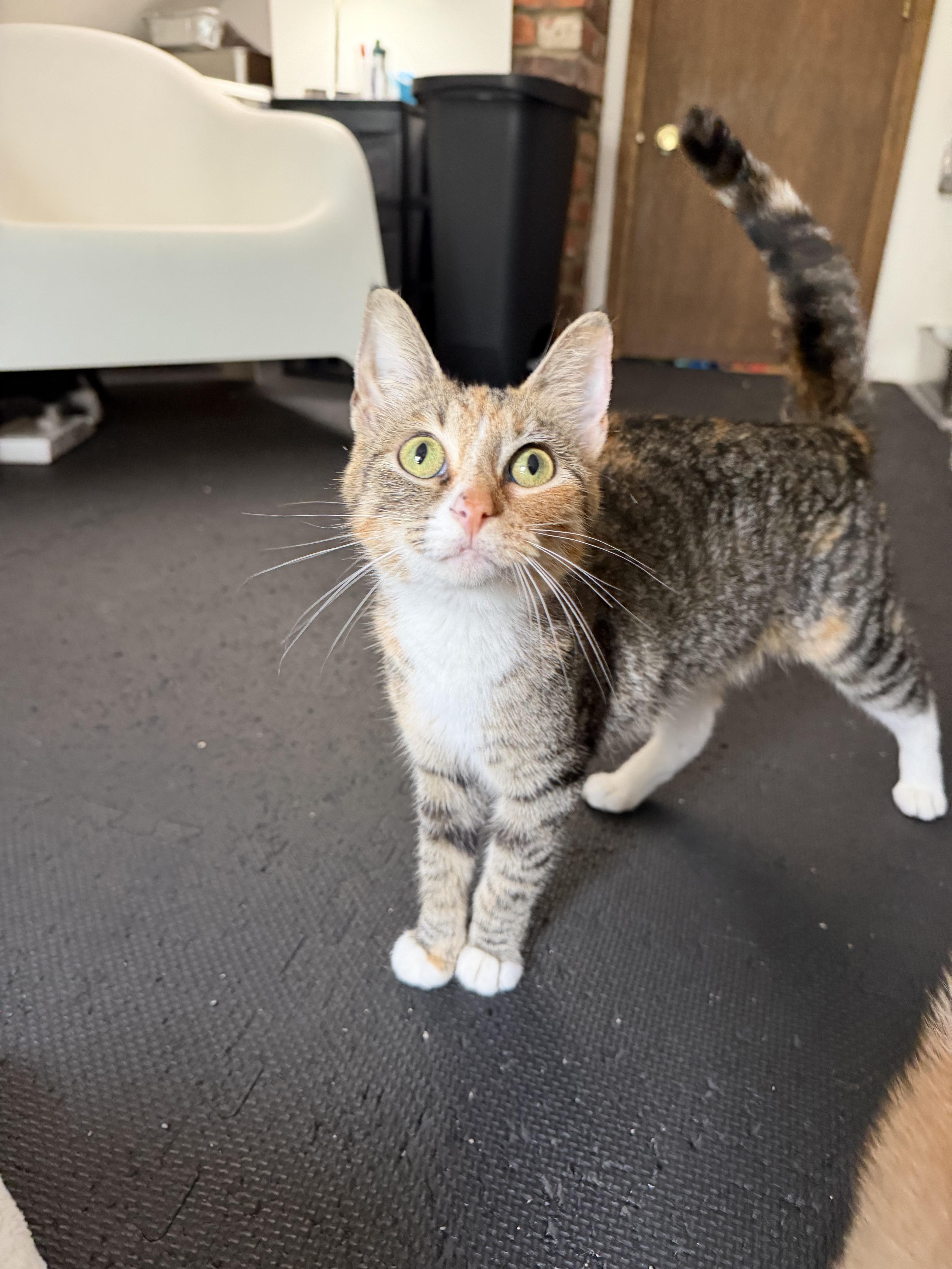 Moira, a Adoptable Torbie in Columbus, OH image 5/6