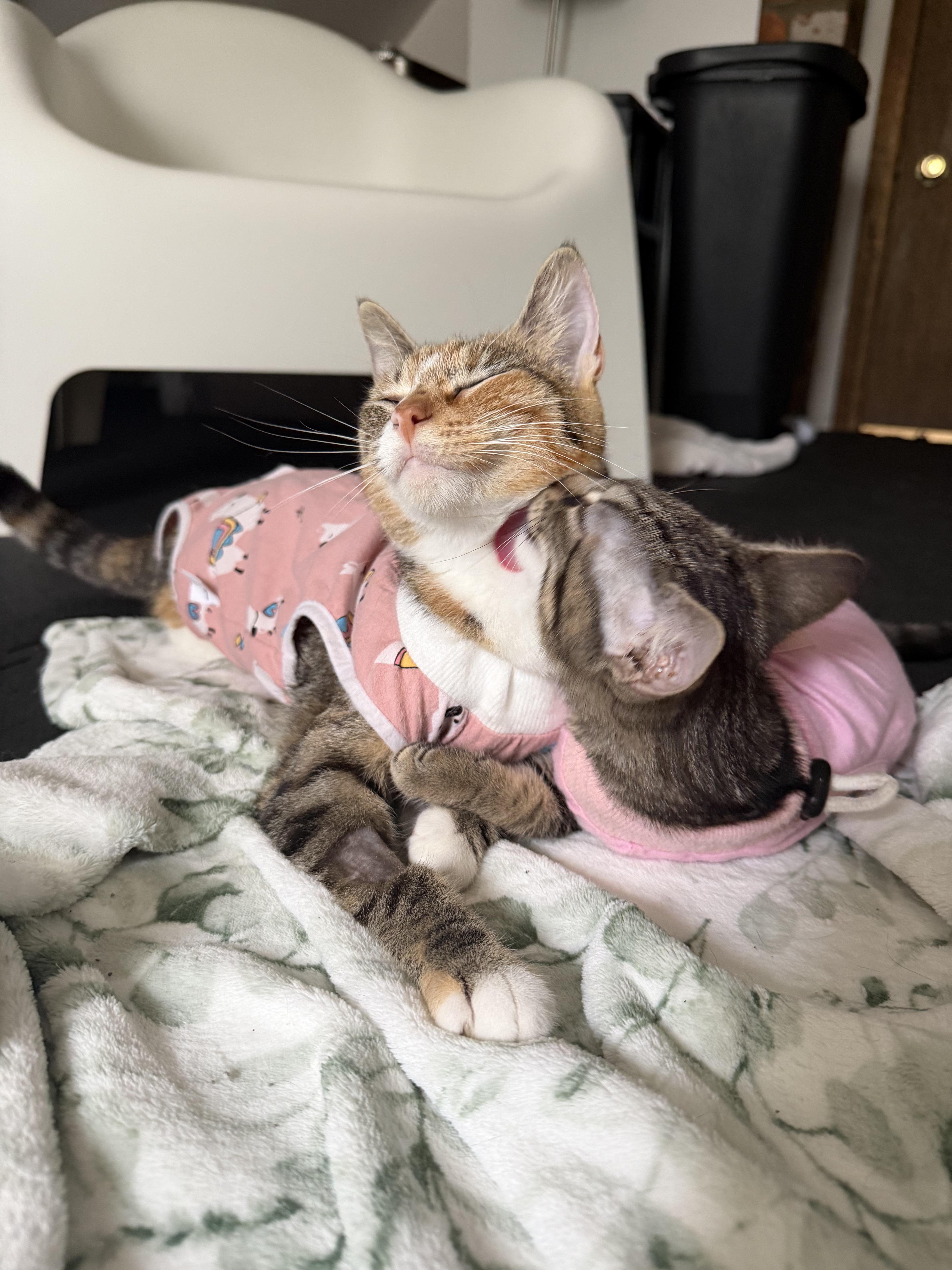 Enlarge Moira, a Adoptable Torbie in Columbus, OH image 5/6